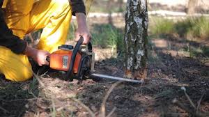 How Our Tree Care Process Works  in Central Heights Midland City, AZ